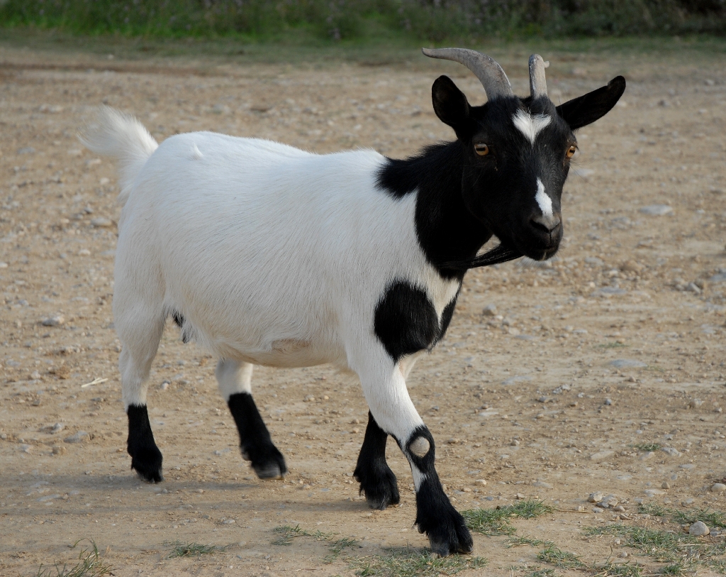 How do you start a goat farm?