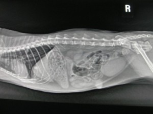 digital x-ray image