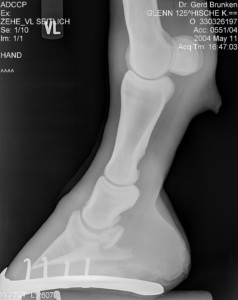 horse x-ray