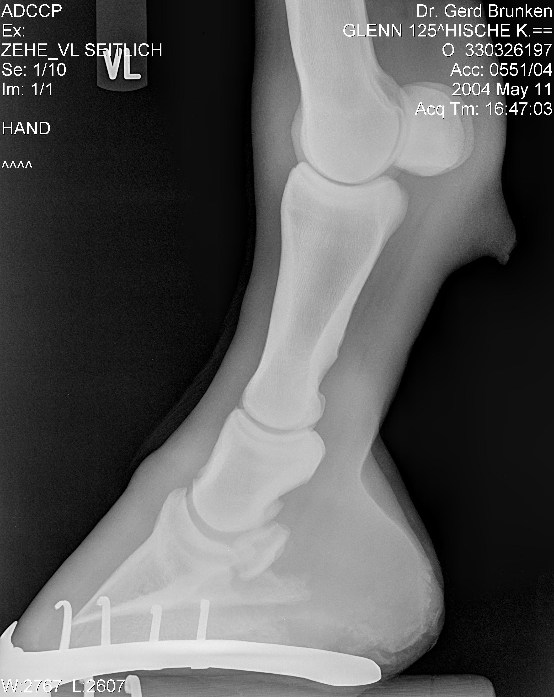 Radiology Ce Recording The Image Vet X Ray