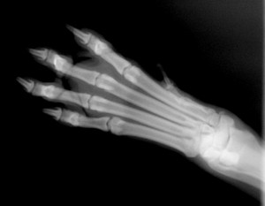 x-ray image paw