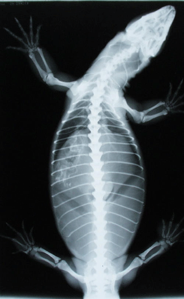 lizard x-ray