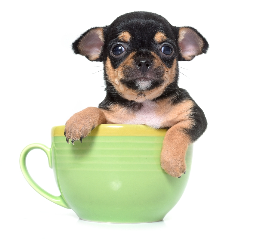 how are teacup dogs bred