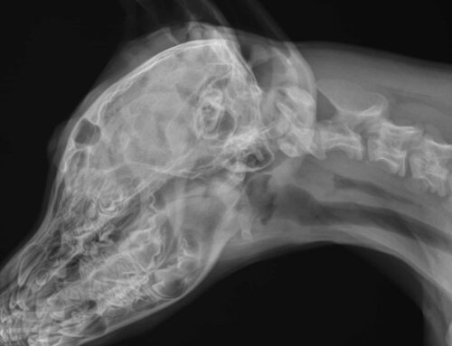 Navigating the Digital Frontier: Tips for Transitioning to Digital Radiography in Veterinary Hospitals
