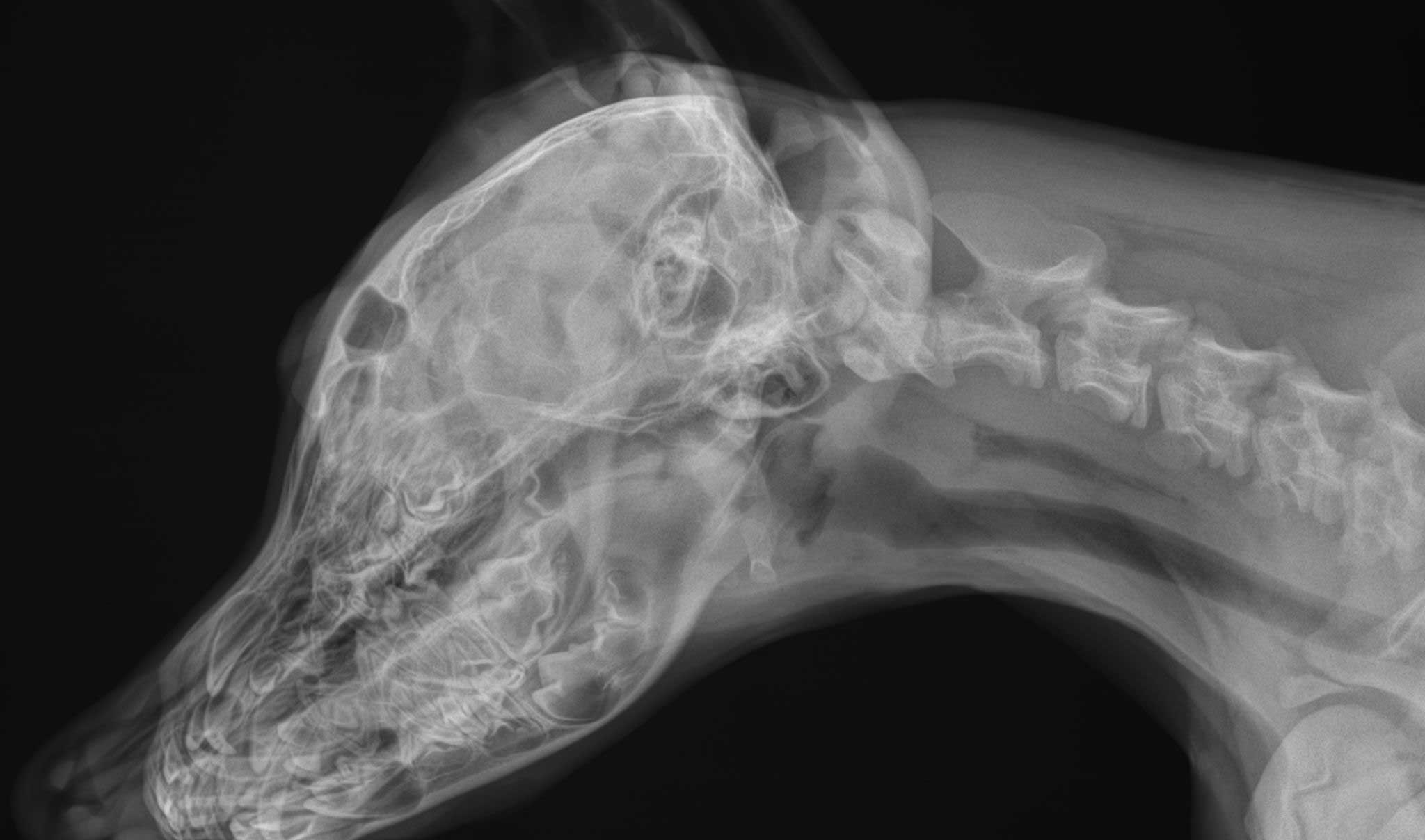 why-do-cats-eat-grass-vet-x-ray