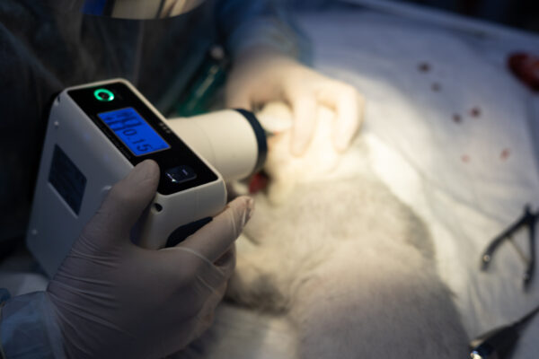 Wireless Dental Imaging for Veterinary Medicine
