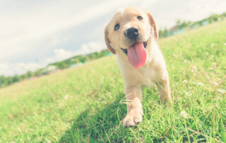 veterinary enews magazine