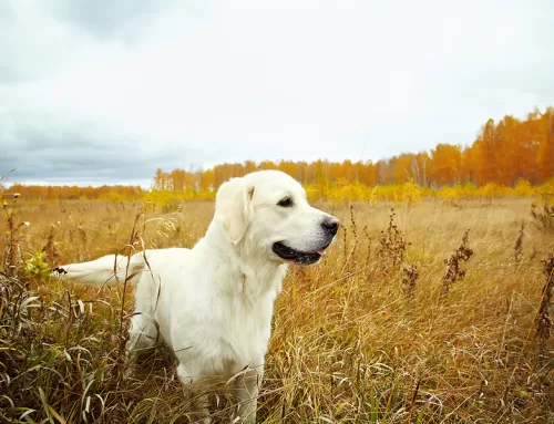 09-03-25 Veterinary E-News Magazine