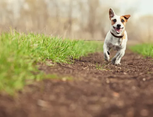 08-06-25 Veterinary E-News Magazine