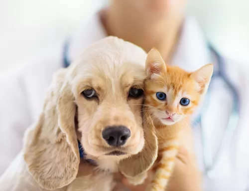 06-28-25 Veterinary E-News Magazine