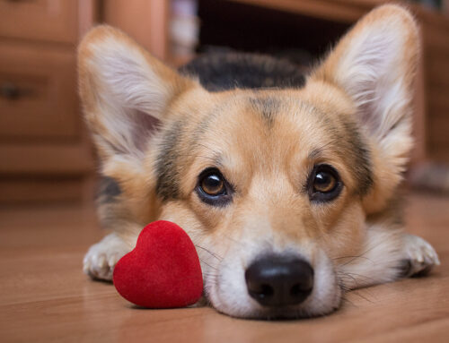 02-04-26 Veterinary E-News Magazine