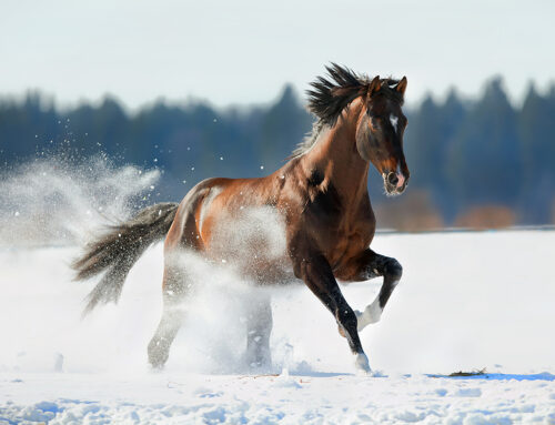 12-17-26 Veterinary E-News Magazine