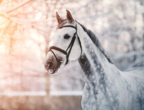 01-21-26 Veterinary E-News Magazine