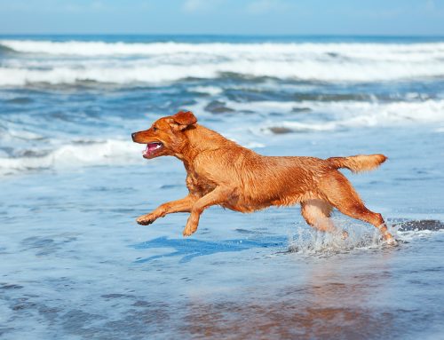 08-06-26 Veterinary E-News Magazine