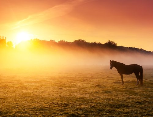 08-19-26 Veterinary E-News Magazine