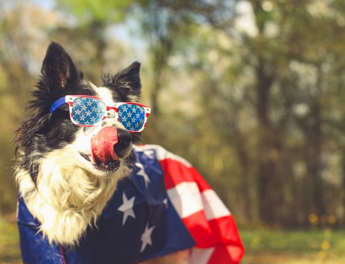 07-08-26 Veterinary E-News Magazine