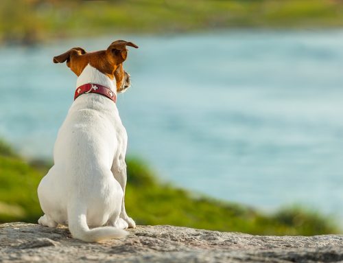 09-02-26 Veterinary E-News Magazine