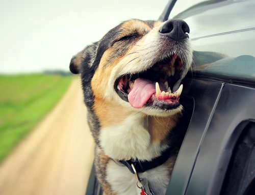 06-23-26 Veterinary E-News Magazine