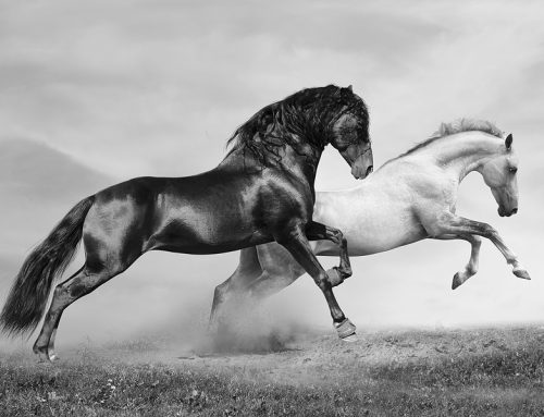 07-23-26 Veterinary E-News Magazine
